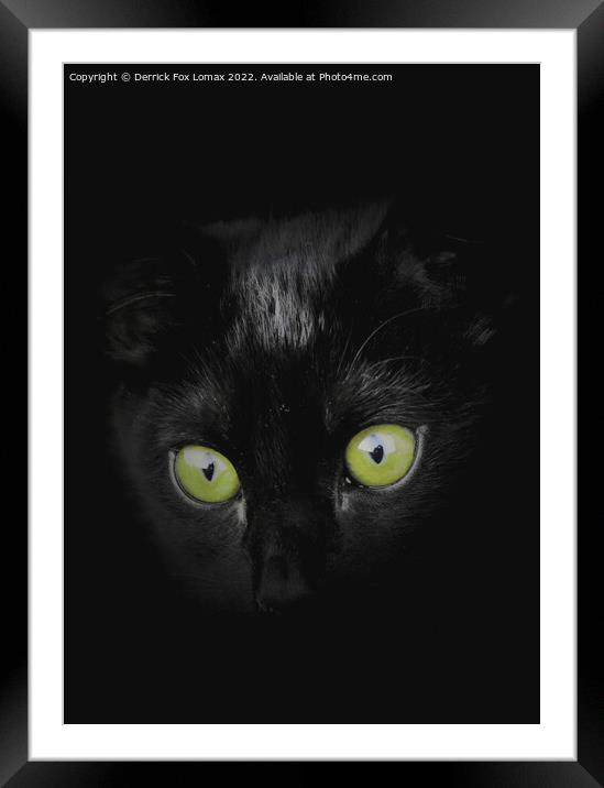Black Kitten Framed Mounted Print by Derrick Fox Lomax