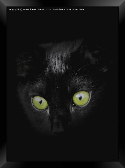 Black Kitten Framed Print by Derrick Fox Lomax