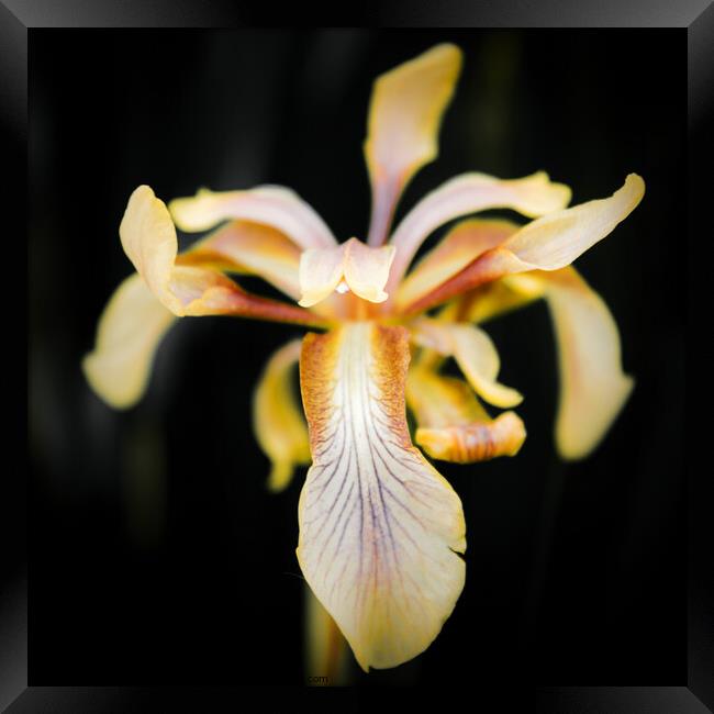 Radiant Iris Blossom Framed Print by Jeremy Sage