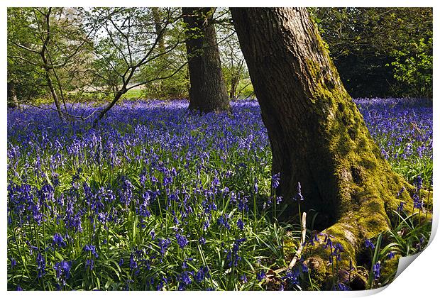 The Bluebell Wood Print by Sharpimage NET