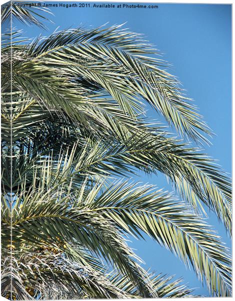 Date Palm Fronds Canvas Print by James Hogarth