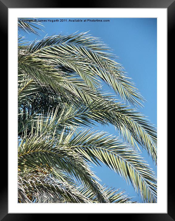 Date Palm Fronds Framed Mounted Print by James Hogarth