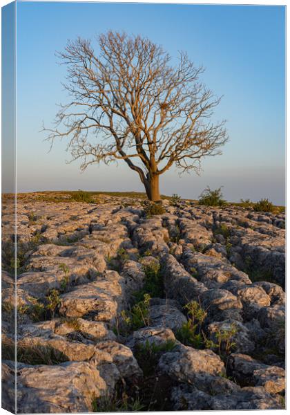 Malham Lone tree at sunset Canvas Print by Kevin Winter