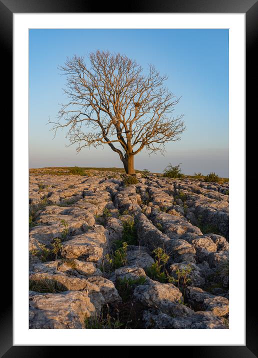 Malham Lone tree at sunset Framed Mounted Print by Kevin Winter