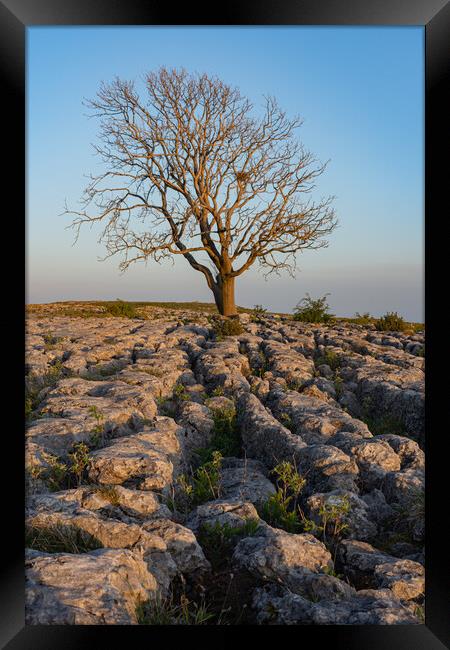 Malham Lone tree at sunset Framed Print by Kevin Winter