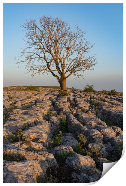 Malham Lone tree at sunset Print by Kevin Winter
