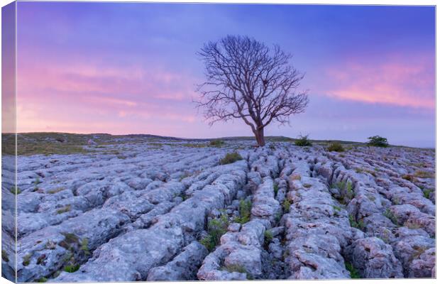 Malham Lone tree at sunrise Canvas Print by Kevin Winter