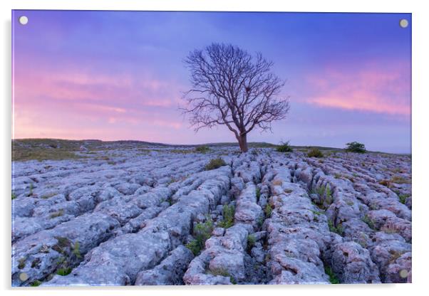 Malham Lone tree at sunrise Acrylic by Kevin Winter