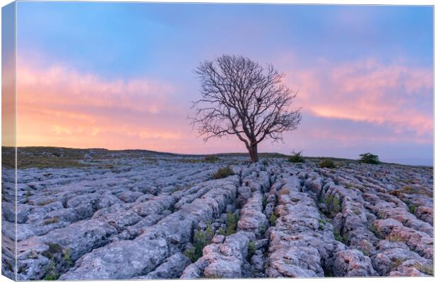 Malham Lone tree at sunrise Canvas Print by Kevin Winter