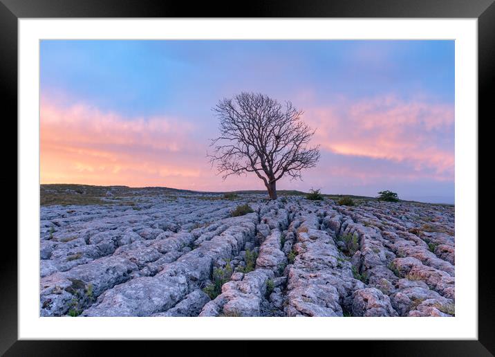 Malham Lone tree at sunrise Framed Mounted Print by Kevin Winter