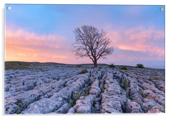 Malham Lone tree at sunrise Acrylic by Kevin Winter