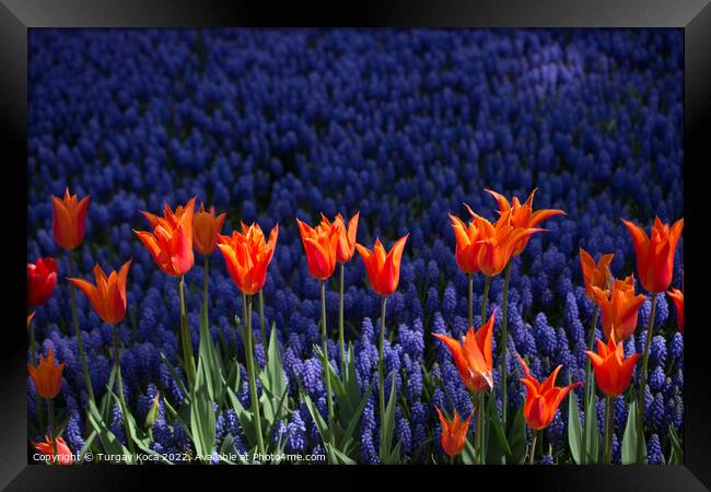 Colorful tulip flowers bloom in the garden Framed Print by Turgay Koca