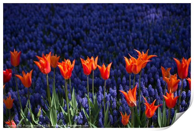 Colorful tulip flowers bloom in the garden Print by Turgay Koca