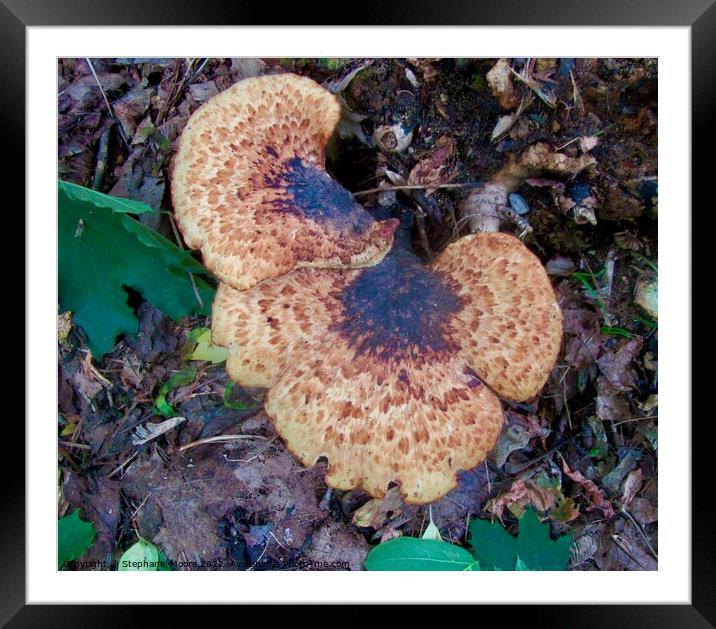 Fungus Framed Mounted Print by Stephanie Moore