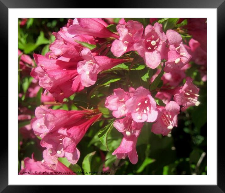 Pink trumpets Framed Mounted Print by Stephanie Moore