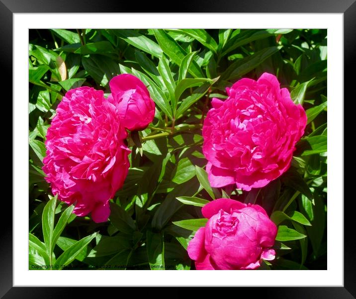 Bright pink peonies Framed Mounted Print by Stephanie Moore