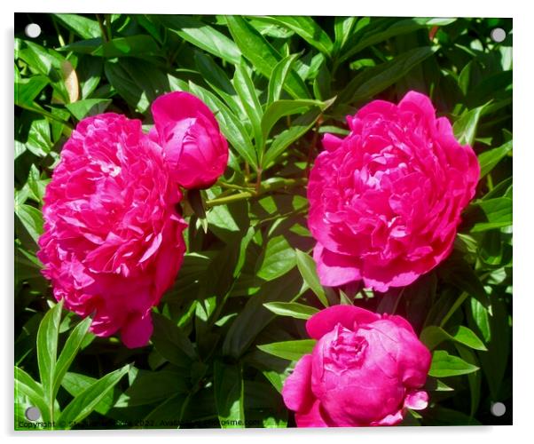 Bright pink peonies Acrylic by Stephanie Moore