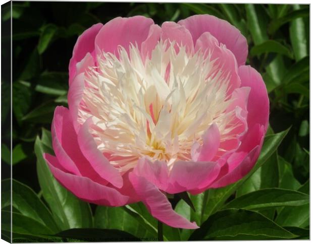 Pink Peony Canvas Print by Stephanie Moore