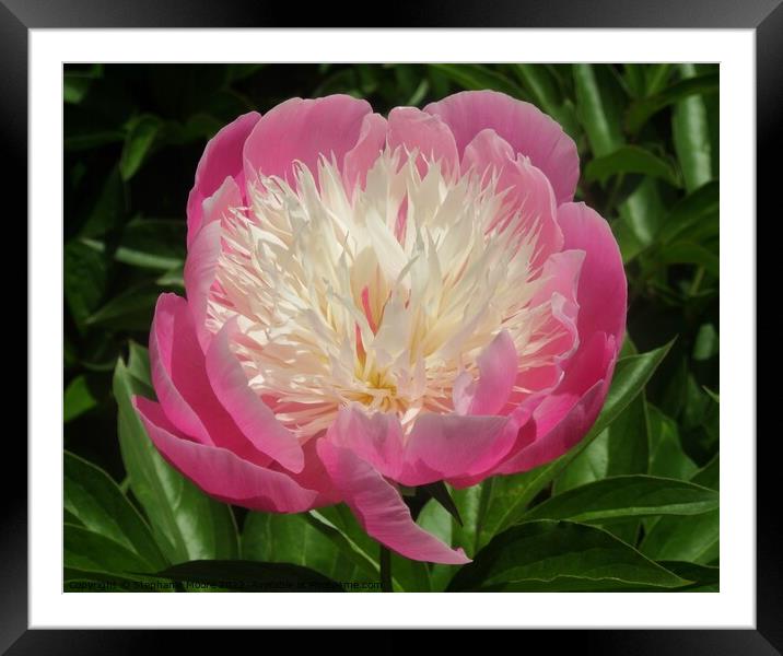 Pink Peony Framed Mounted Print by Stephanie Moore