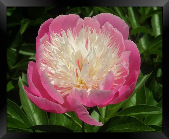 Pink Peony Framed Print by Stephanie Moore