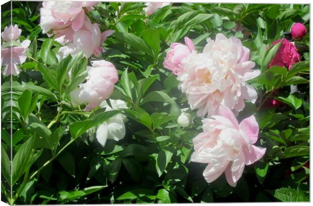 Fully opened peonies Canvas Print by Stephanie Moore