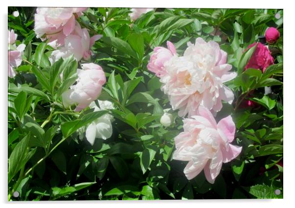 Fully opened peonies Acrylic by Stephanie Moore