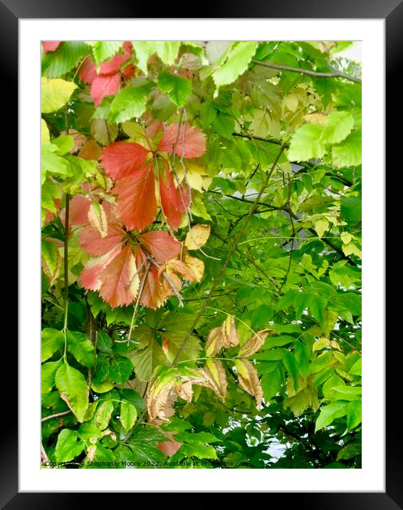 Fall leaves Framed Mounted Print by Stephanie Moore