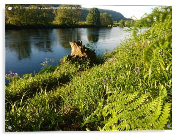 River Tay Scotland Acrylic by Sandy Young