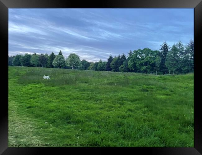 Dog running in grass Framed Print by Steven McNamee