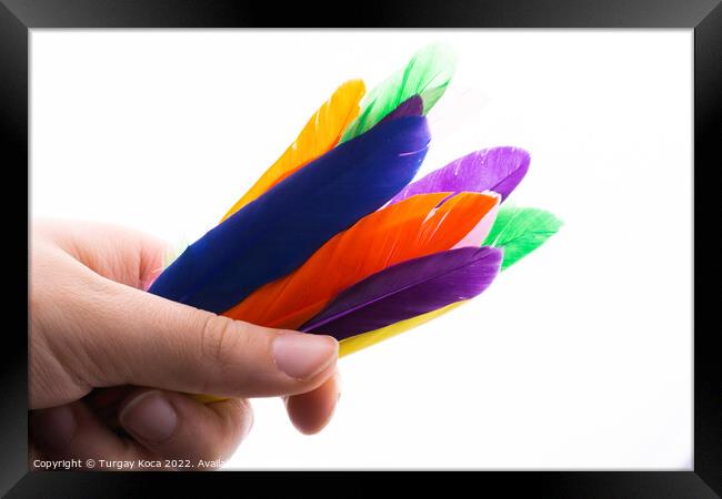  Studio shot photo colored bird feathers as textur Framed Print by Turgay Koca