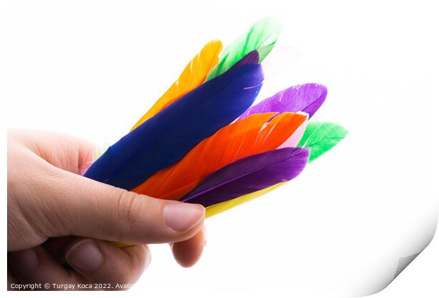 Studio shot photo colored bird feathers as textur Print by Turgay Koca