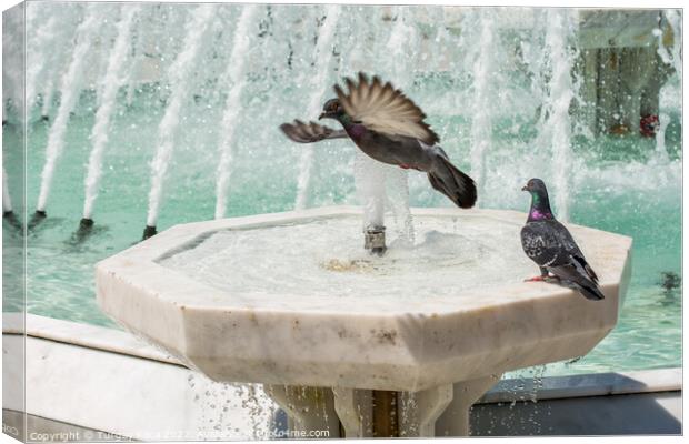 City pigeons by the side of  fountain Canvas Print by Turgay Koca