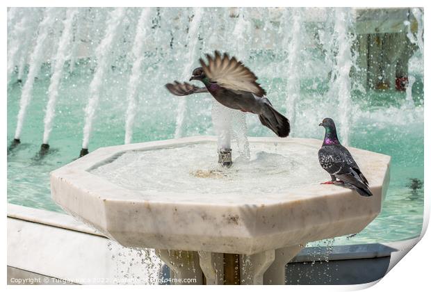 City pigeons by the side of  fountain Print by Turgay Koca