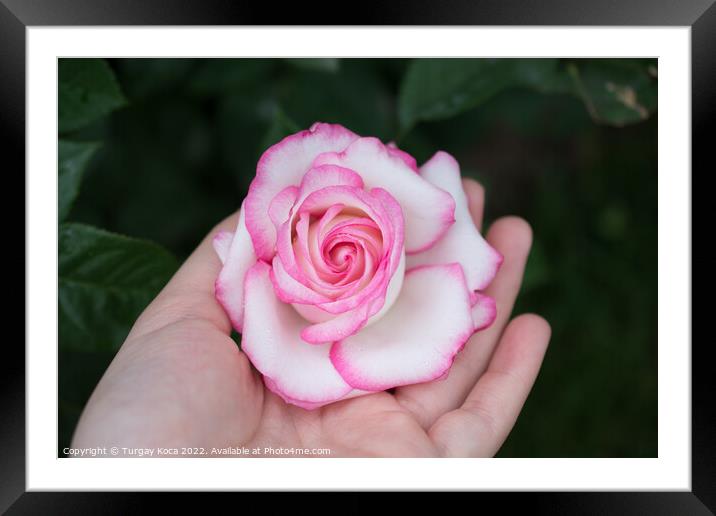 Beautiful colorful Rose Flower in hand Framed Mounted Print by Turgay Koca