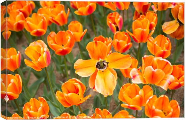 Colorful tulip flowers bloom in the garden Canvas Print by Turgay Koca