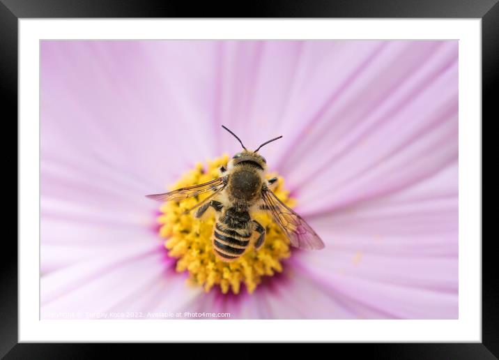 Bee on flower in nature Framed Mounted Print by Turgay Koca