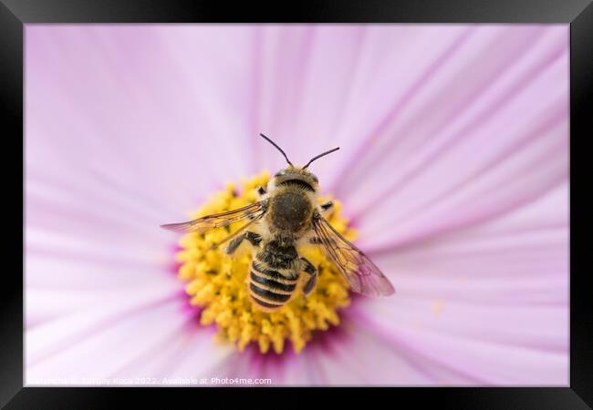 Bee on flower in nature Framed Print by Turgay Koca