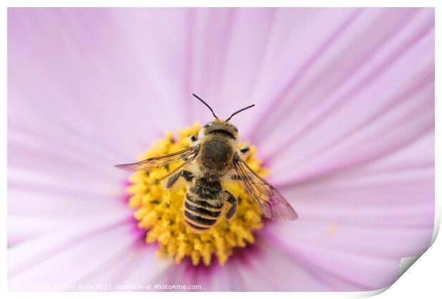 Bee on flower in nature Print by Turgay Koca