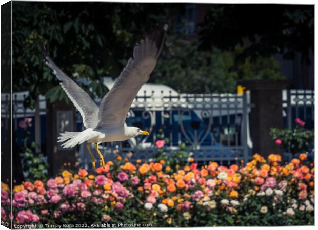 seagull by the fountain in a rose garden Canvas Print by Turgay Koca