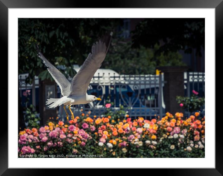 seagull by the fountain in a rose garden Framed Mounted Print by Turgay Koca