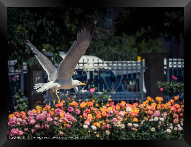 seagull by the fountain in a rose garden Framed Print by Turgay Koca