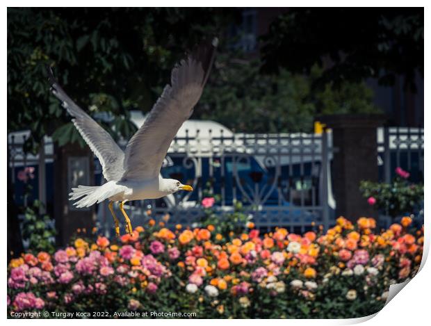 seagull by the fountain in a rose garden Print by Turgay Koca