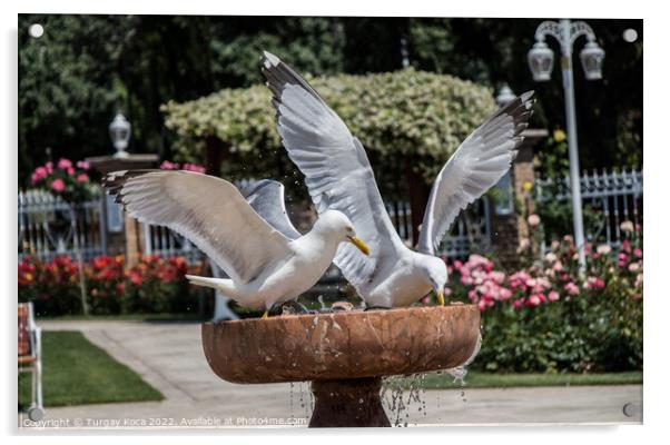 Pair of seagulls as a wild sea bird in view  Acrylic by Turgay Koca