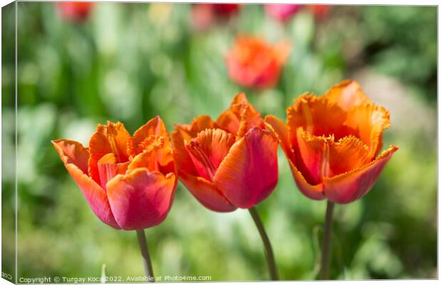 Fresh tulips of orange color  Canvas Print by Turgay Koca