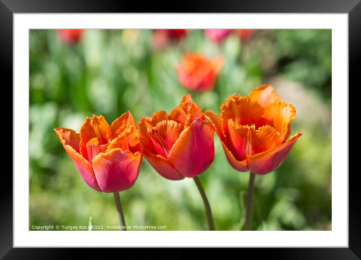 Fresh tulips of orange color  Framed Mounted Print by Turgay Koca