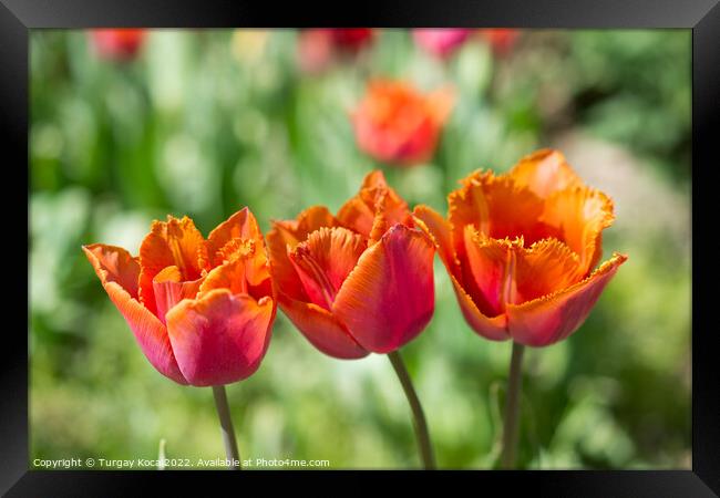 Fresh tulips of orange color  Framed Print by Turgay Koca