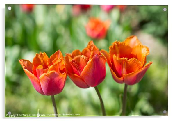 Fresh tulips of orange color  Acrylic by Turgay Koca
