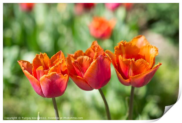 Fresh tulips of orange color  Print by Turgay Koca