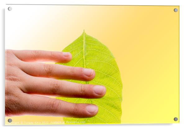 Hand holding a green leaf Acrylic by Turgay Koca