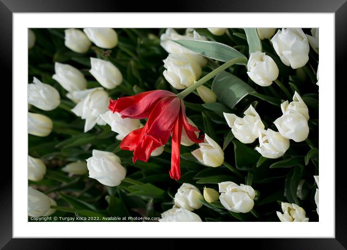 tulips of various colors in nature in spring Framed Mounted Print by Turgay Koca